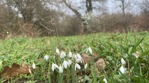 White snow drops in grass with blurred trees and spring blossom in background