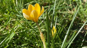 Yellow crocus with thin green spiky leaves among the grass in Revesby Wood